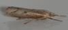 Agriphila geniculea